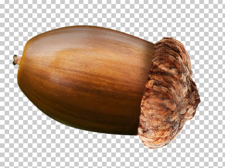 English Oak Acorn Nut PNG, Clipart, Acorn, Cooking, Digital Media, English Oak, Food Free PNG Download