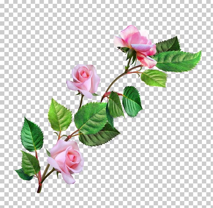 Garden Roses Cabbage Rose Floribunda Flower Pink PNG, Clipart, Artificial Flower, Blossom, Branch, Bud, Cut Flowers Free PNG Download