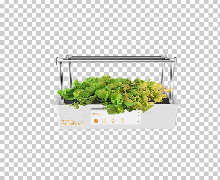 Herb Rectangle Glass Unbreakable PNG, Clipart, Flowerpot, Glass, Herb, Others, Plant Free PNG Download