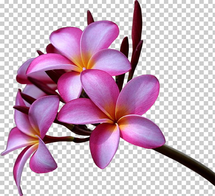 Plumeria Rubra Plumeria Alba Flower Desktop PNG, Clipart, Cut Flowers, Desktop Wallpaper, Flower, Flowering Plant, Frangipani Free PNG Download