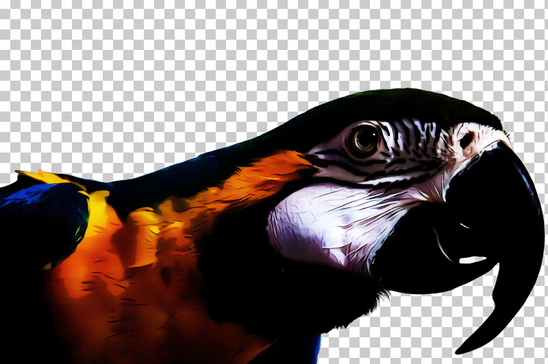 Bird Beak Parrot Macaw Falconiformes PNG, Clipart, Beak, Bird, Bird Of Prey, Falconiformes, Macaw Free PNG Download