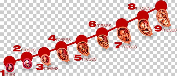 Pregnancy Gynaecology Infant Fetus PNG, Clipart,  Free PNG Download