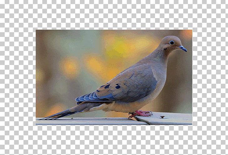 Stock Dove Columbidae Zenaida Doves Fauna Feather PNG, Clipart, Beak, Bird, Clan, Columbidae, Description Free PNG Download