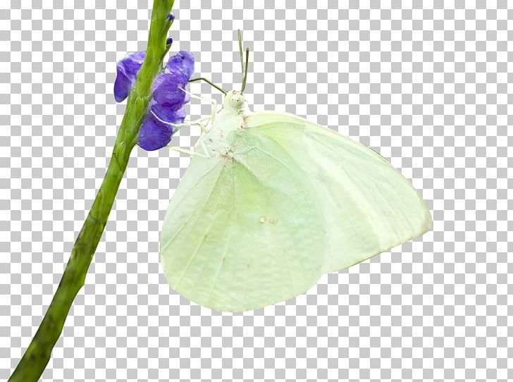 Butterfly Insect PNG, Clipart, Background White, Beautiful, Black White, Branches, Bride Free PNG Download