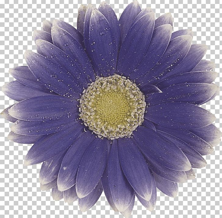Transvaal Daisy Photography Flower PNG, Clipart, Art, Aster, Chrysanths, Cut Flowers, Daisy Free PNG Download