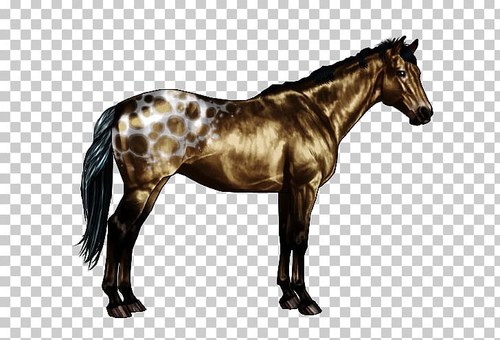 Appaloosa Roan Chestnut Horse Markings Equine Coat Color PNG, Clipart, Bay, Brindle, Chestnut, Colt, Cream Locus Free PNG Download