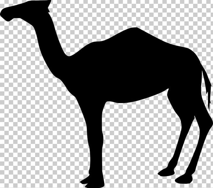 Dromedary Bactrian Camel PNG, Clipart, Arabian Camel, Bactrian, Black And White, Camel, Camel Like Mammal Free PNG Download