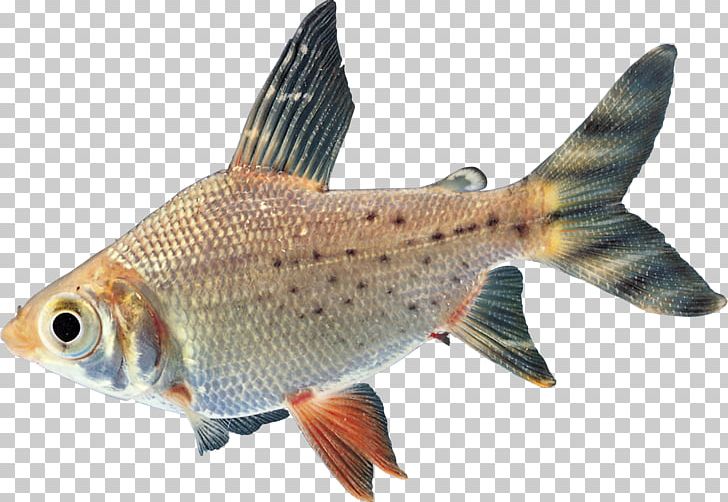 Goldfish Carp Freshwater Fish Tropical Fish PNG, Clipart, Animals, Bony Fish, Carp, Characidae, Common Rudd Free PNG Download