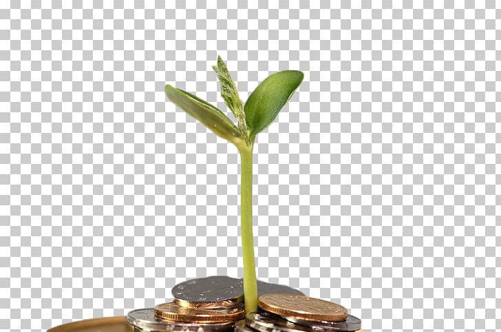 Shoot Mung Bean Sprout Green PNG, Clipart, Bean, Bean Sprouts, Buds, Coin, Flowerpot Free PNG Download