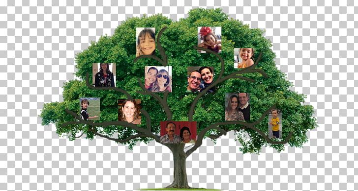 Tree Certified Arborist The Community Foundation Of Orange And Sullivan Organization PNG, Clipart, Arbor Day, Arborist, Branch, Certified Arborist, Christmas Decoration Free PNG Download