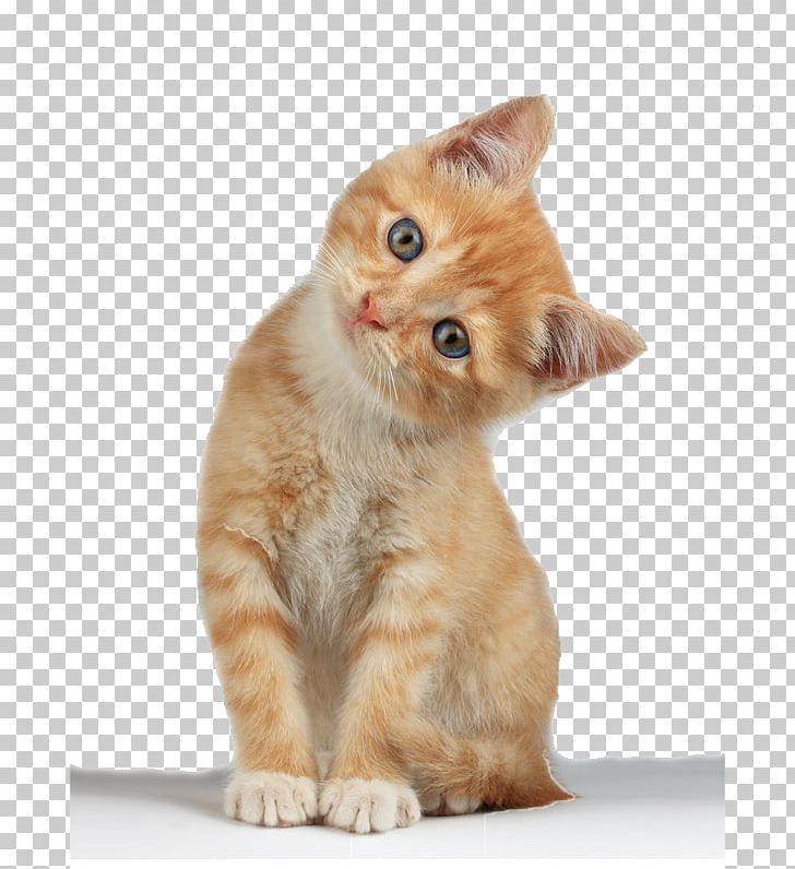 Kitten Cat PNG, Clipart, Amor, Animal Birds, Animals, Arbol, Calico Cat Free PNG Download