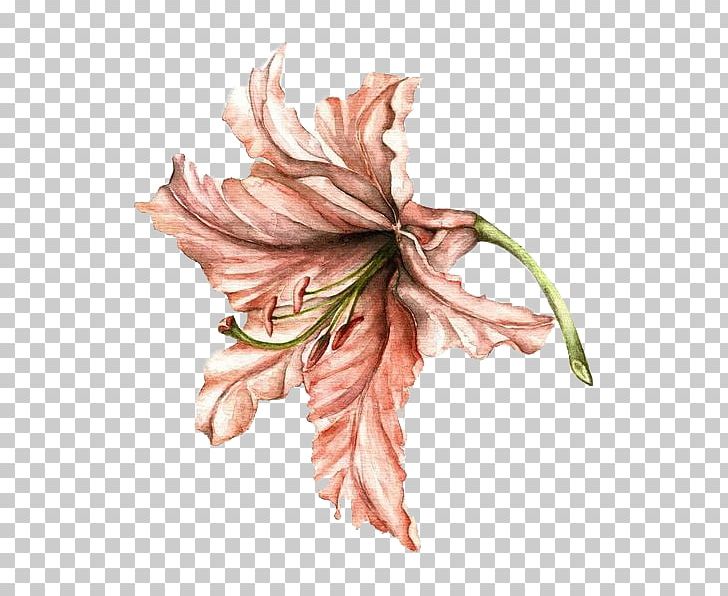 Lilium Drawing Flower Watercolor Painting PNG, Clipart, Art, Botanical Illustration, Cartoon, Creative, Drawing Free PNG Download