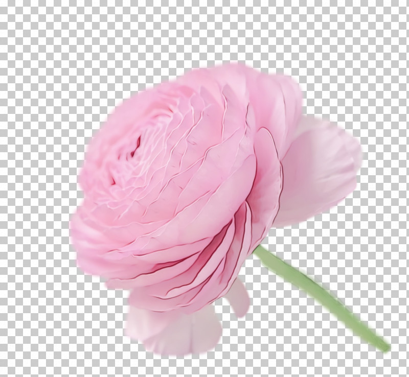 Rose PNG, Clipart, Chinese Peony, Cut Flowers, Flower, Flowers, Paint Free PNG Download