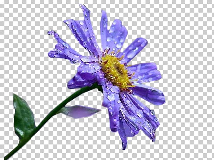 Aster Honey Bee Nectar Cut Flowers PNG, Clipart, Annual Plant, Aster, Bee, Chrysanthemum, Chrysanths Free PNG Download