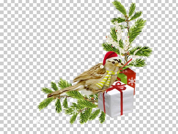 Christmas Ornament Christmas Decoration Bombka PNG, Clipart, Aquifoliaceae, Beak, Bird, Bombka, Bordiura Free PNG Download