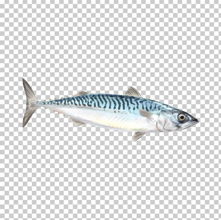 Mackerel Sardine Squid As Food Fish Red Porgy PNG, Clipart, Anchovy, Animals, Atlantic Mackerel, Bonito, Bony Fish Free PNG Download