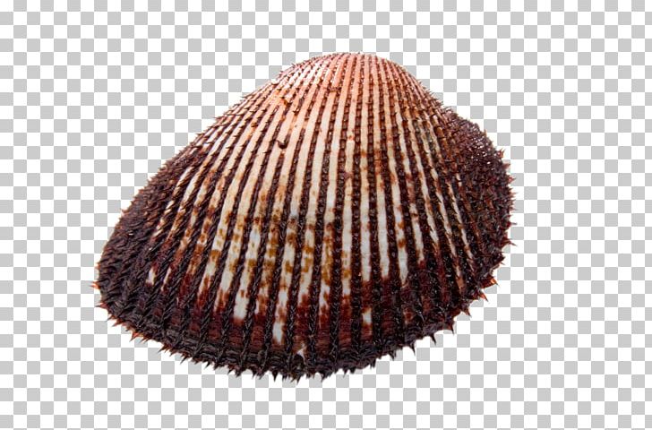 Seafood Cockle Clam Seashell PNG, Clipart, Animals, Clams, Food, Free Stock Png, High Free PNG Download