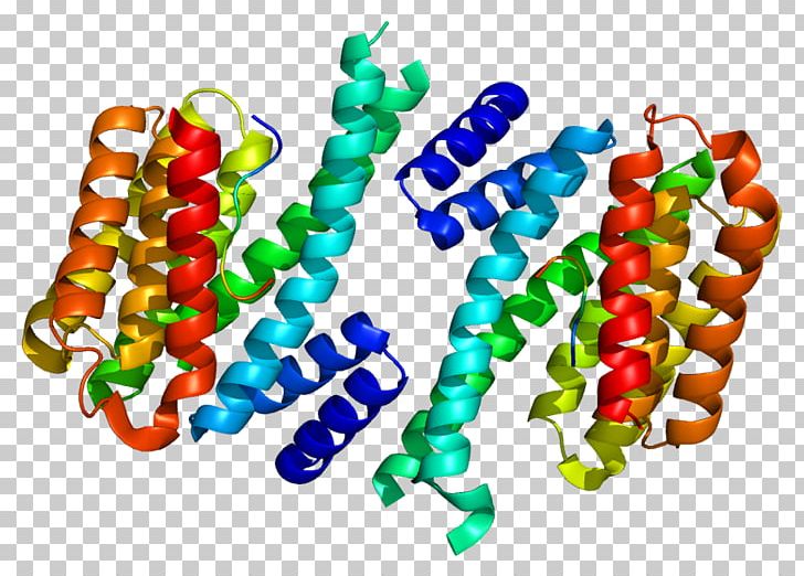 Stratifin Protein Data Bank Gene Epithelium PNG, Clipart, Candy, Cell, Confectionery, Epithelium, Food Free PNG Download