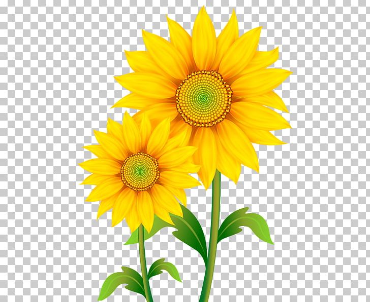 Sunflower Sunflower Seed Annual Plant PNG, Clipart, Annual Plant, Can Stock Photo, Common Sunflower, Computer Icons, Cut Flowers Free PNG Download