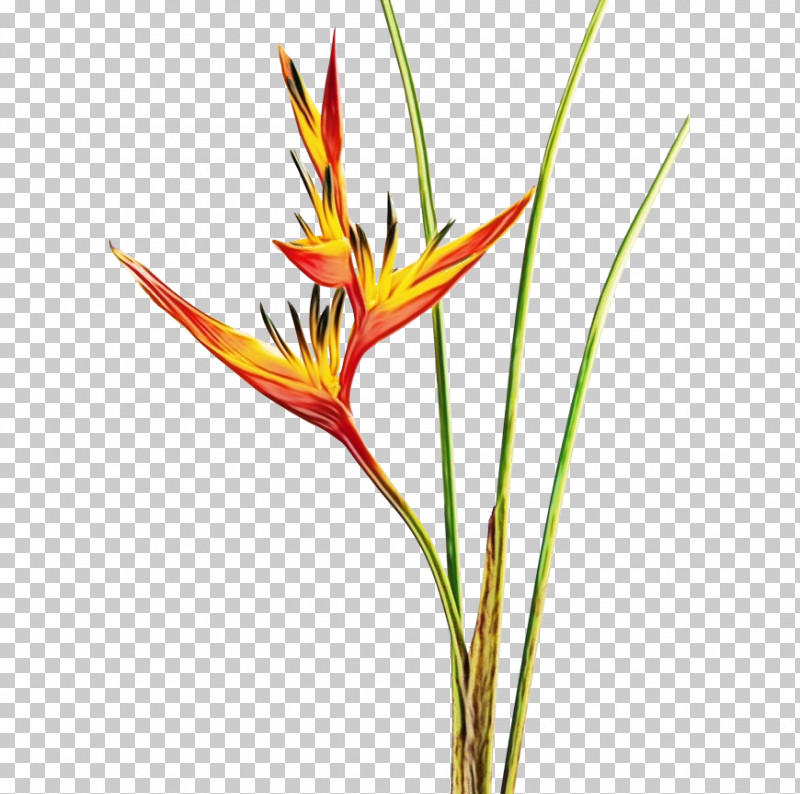 Lobster-claws Flower Leaf Plant Stem Grasses PNG, Clipart, Beach Sand Ocean, Bird Of Paradise Flower, Canvas Print, Cut Flowers, Flower Free PNG Download