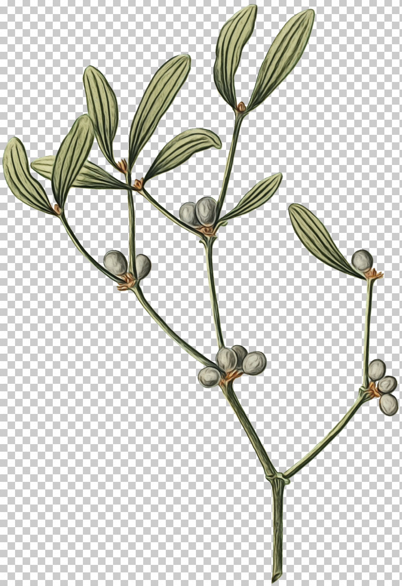 Plant Flower Branch Twig Tree PNG, Clipart, Branch, Flower, Paint, Pedicel, Plant Free PNG Download