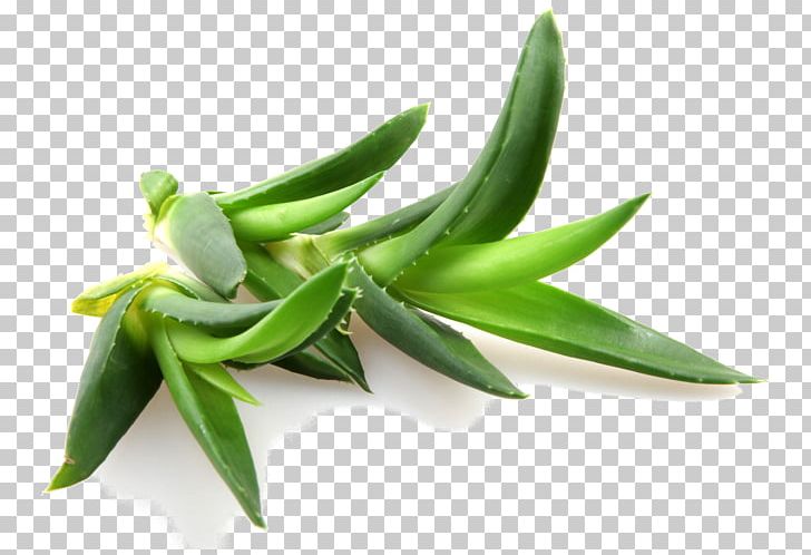 Amara Organics Aloe Vera Gel From Organic Cold Pressed Aloe Neem Oil Neem Tree PNG, Clipart, Aloe, Aloe Vera, Amara, Burn, Cold Pressed Free PNG Download