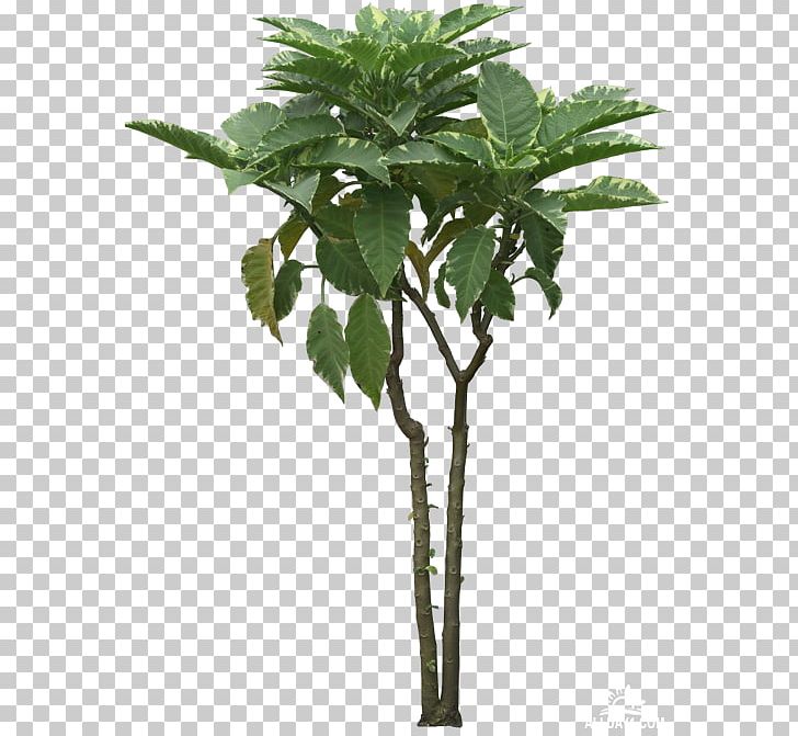 Arecaceae Tree Coconut Caryota Asian Palmyra Palm PNG, Clipart, Arecaceae, Arecales, Asian Palmyra Palm, Autograph Foliages, Borassus Free PNG Download