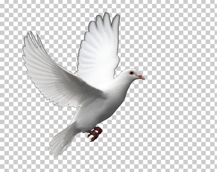 Fantail Pigeon Columbidae Bird Release Dove PNG, Clipart, Barbary Dove, Beak, Bird, Clip Art, Columbidae Free PNG Download