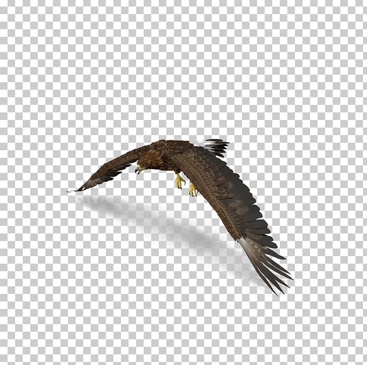 Bald Eagle Bird Hawk PNG, Clipart, Accipitriformes, Angel Wing, Angel Wings, Bald Eagle, Beak Free PNG Download