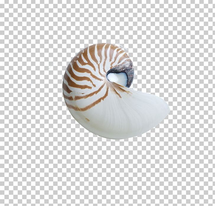 Chambered Nautilus Seashell Sea Snail Nautilidae PNG, Clipart, Beach, Chambered Nautilus, Egg Shell, Euclidean Vector, Invertebrate Free PNG Download