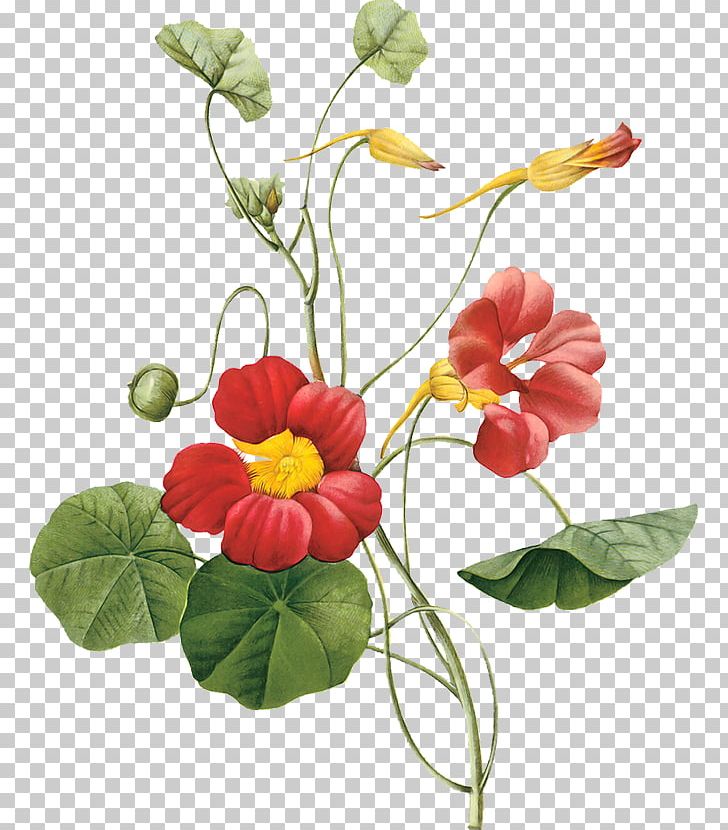 Garden Nasturtium Flower Botany PNG, Clipart, Annual Plant, Art, Artificial Flower, Botanical, Cut Flowers Free PNG Download