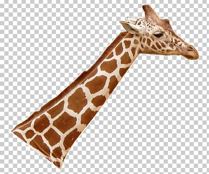 Northern Giraffe Okapi Baird's Tapir Reticulated Giraffe Neck PNG, Clipart, Animal, Animal Figure, Animals, Bairds Tapir, Camelopardalis Free PNG Download