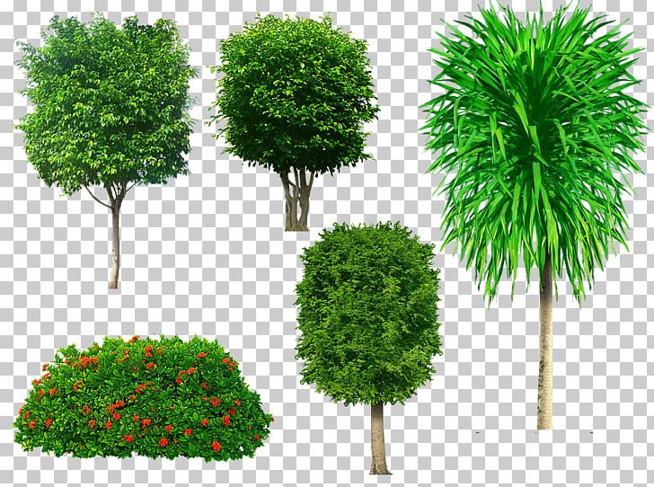 Tree PNG, Clipart, Computer Icons, Evergreen, Flowerpot, Grass, Houseplant Free PNG Download