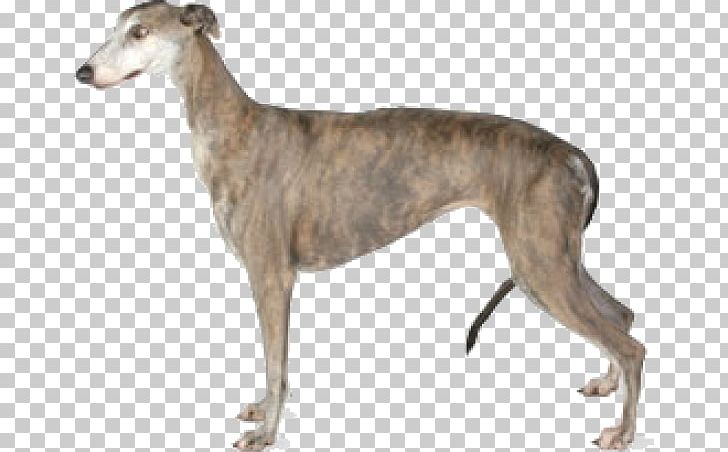 Italian Greyhound Afghan Hound Ibizan Hound Basset Hound PNG, Clipart, American Staghound, Animal, Animal Sports, Azawakh, Breed Free PNG Download