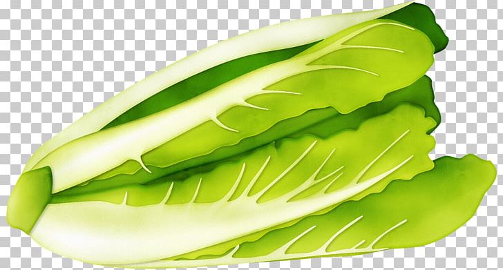 Napa Cabbage Romaine Lettuce Vegetable PNG, Clipart, Brassica Oleracea, Cabbage, Chinese, Chinese Cabbage, Euclidean Vector Free PNG Download