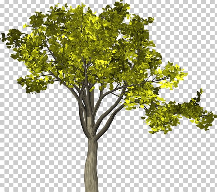 Senna Siamea Twig Golden Shower Tree Leaf PNG, Clipart, Branch, Cassia, Golden Shower Tree, Leaf, Plane Tree Family Free PNG Download