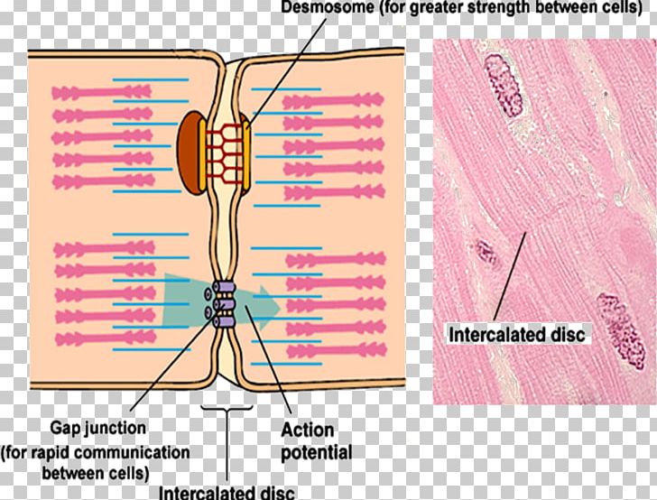 Intercalated Disc Gap Junction Cell Junction Neuromuscular Junction Anatomy PNG, Clipart, Anatomy, Angle, Cardiac Muscle, Cell Junction, Circulatory System Free PNG Download