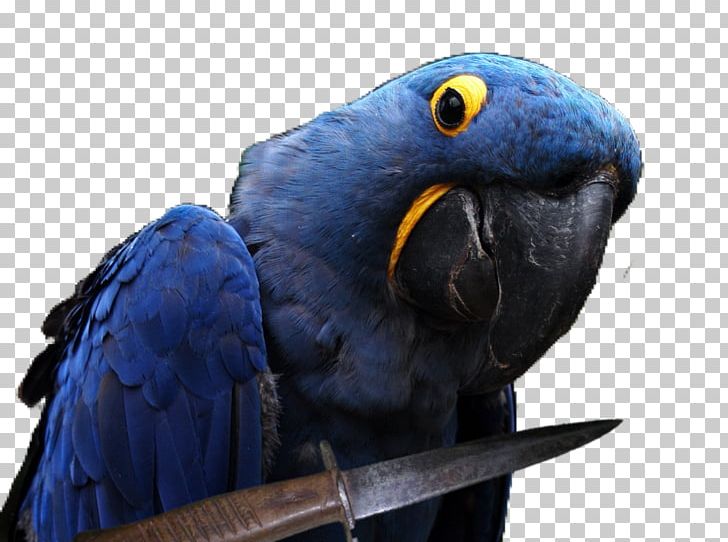 Jeuxvideo.com Internet Forum President And Chief Executive Officer Perroquet Macaw PNG, Clipart, 2017, Beak, Bird, Cobalt Blue, Common Pet Parakeet Free PNG Download