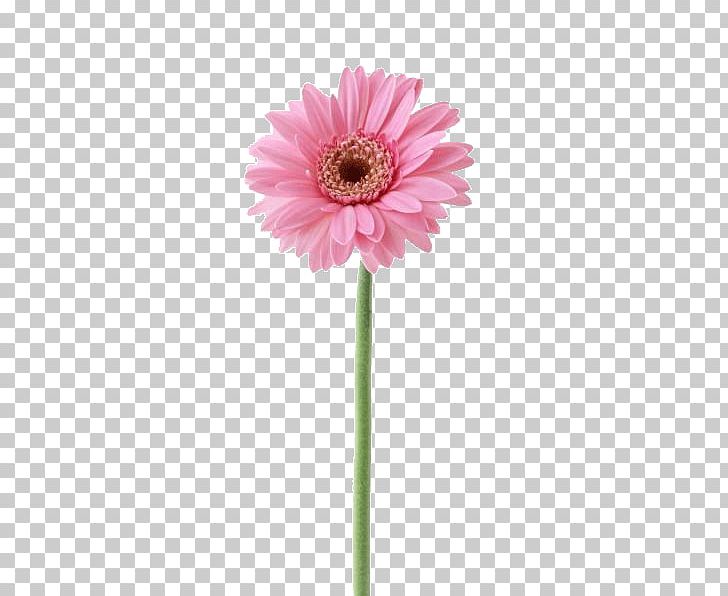 Photography Desktop Opeka PNG, Clipart, Annual Plant, Asterales, Blog, Computer, Cut Flowers Free PNG Download
