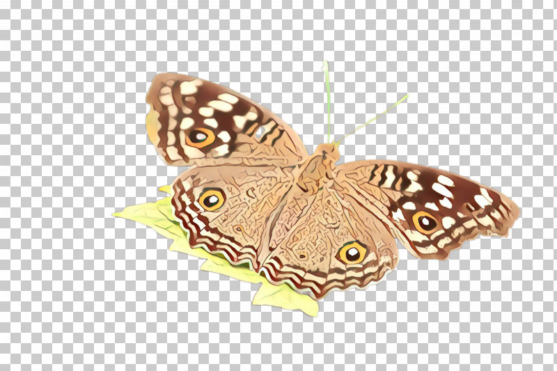 Moths And Butterflies Butterfly Cynthia (subgenus) Insect Moth PNG, Clipart, Brushfooted Butterfly, Butterfly, Cynthia Subgenus, Emperor Moths, Hackberry Emperor Free PNG Download