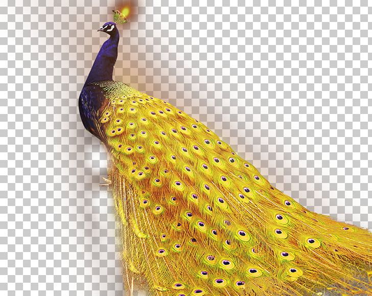 1+1=2 Golden App Android Application Package Peafowl PNG, Clipart, Android, Android Application Package, Animals, Birds, Download Free PNG Download