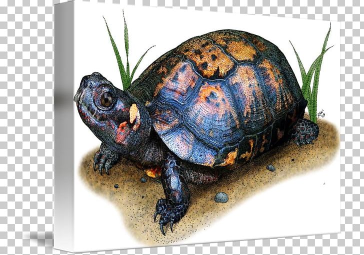 Box Turtles Bog Turtle Drawing PNG, Clipart, Animals, Art, Artist, Bog Turtle, Box Turtle Free PNG Download