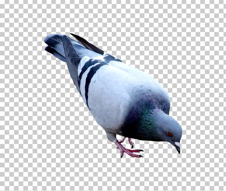 Domestic Pigeon Columbidae PNG, Clipart, Beak, Bird, Clip Art, Columbidae, Computer Icons Free PNG Download