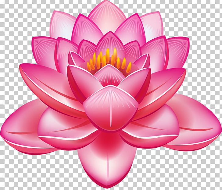 Nelumbo Nucifera Flower PNG, Clipart, Aquatic Plant, Beautiful, Blue Rose, Cartoon, Dahlia Free PNG Download