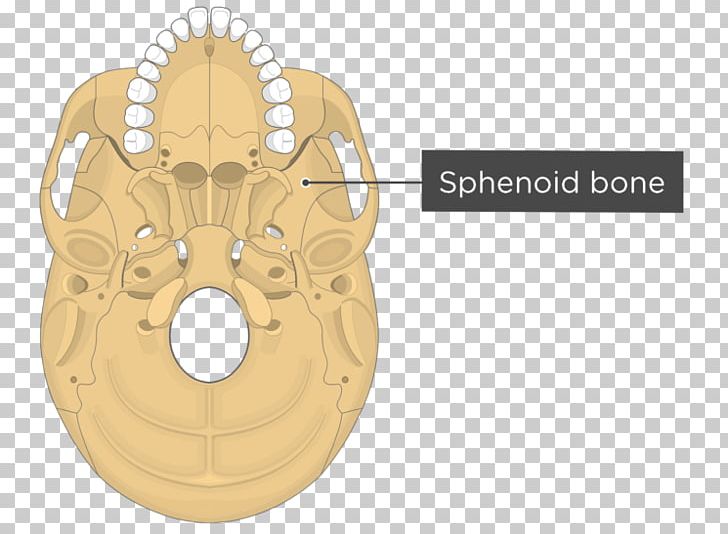 Pterygoid Processes Of The Sphenoid Medial Pterygoid Muscle Sphenoid Bone Lateral Pterygoid Muscle PNG, Clipart, Anatomy, Bone, Clutch Part, Fanta, Greater Wing Of Sphenoid Bone Free PNG Download