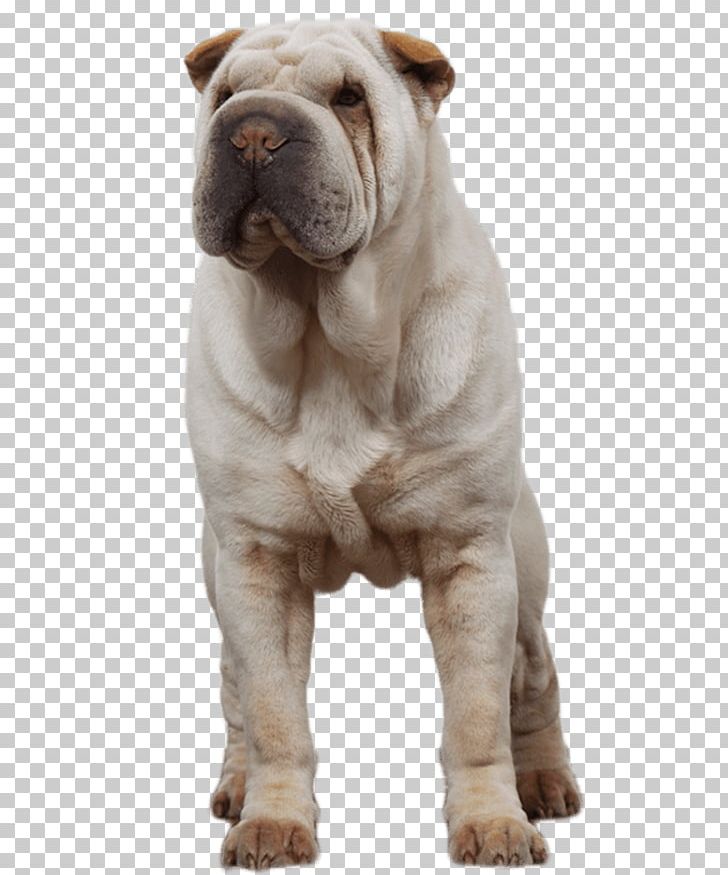 Shar Pei Toy Bulldog Ori-Pei Dog Breed PNG, Clipart, Breed, Bulldog, Carnivoran, Dog, Dog Breed Free PNG Download