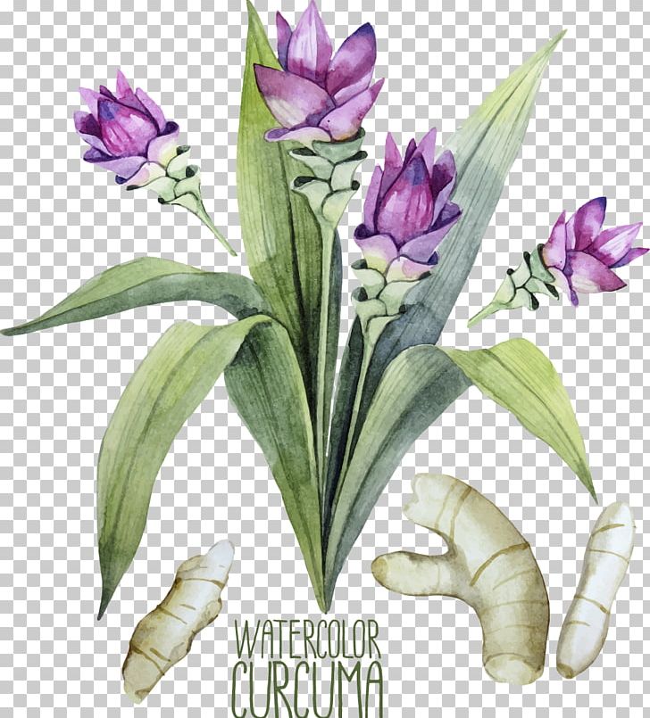 Turmeric Watercolor Painting Curcuma Zedoaria Illustration Png Clipart