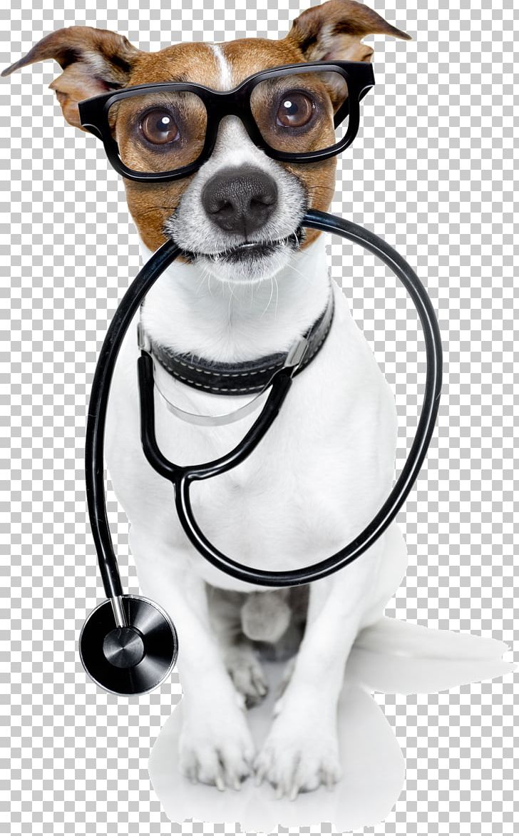 Dog Veterinarian Pet Cat Physician PNG, Clipart, Anal Gland, Carnivoran, Cat, Clinic, Companion Dog Free PNG Download