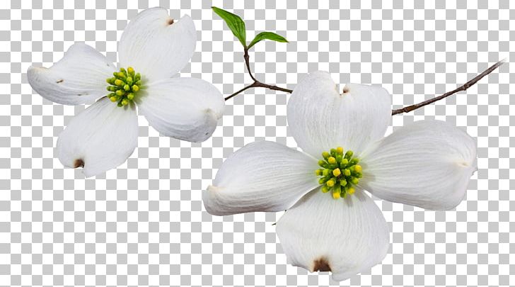 Flowering Dogwood Blossom PNG, Clipart, Blossom, Branch, Cherry Blossom, Cut Flowers, Dogwood Free PNG Download
