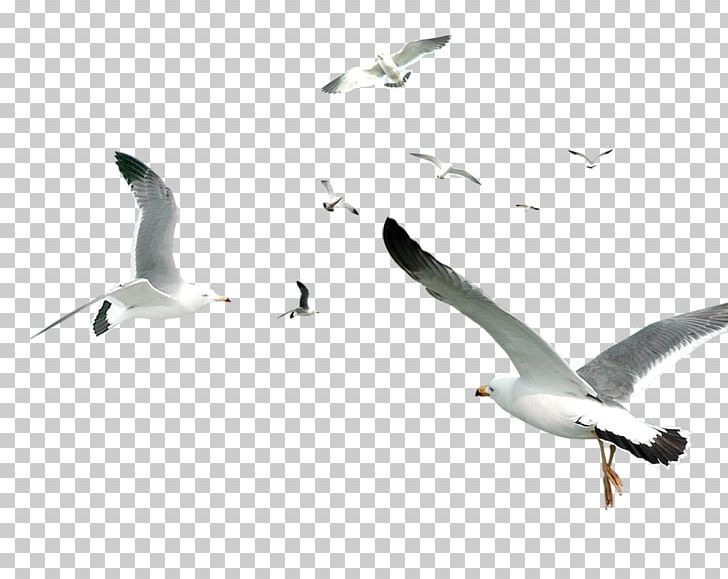 Flying Bird Gulls Flocks PNG, Clipart, Animals, Beak, Bird Cage, Birds, Charadriiformes Free PNG Download